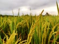 Rice plant in paddy field with fresh green leaves. Royalty Free Stock Photo