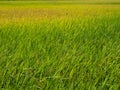 Rice plant in paddy field. Royalty Free Stock Photo