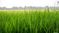 Rice plant Paddy from Kuttanadu Alappuzha Royalty Free Stock Photo