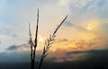 The Rice Plant,Paddy leaves against the Beautiful sky, Royalty Free Stock Photo