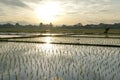 Rice plant pattern on paddy field in the morning. Royalty Free Stock Photo