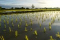 Rice plant pattern on paddy field in the morning. Royalty Free Stock Photo