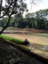 Rice plant process on the field Subang