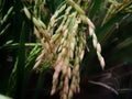 rice plant ready for harvest Royalty Free Stock Photo