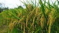 Rice plant ready to Harvest Royalty Free Stock Photo