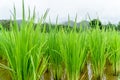 Rice plant in rice field at raining season