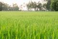 Rice plant in rice field