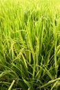 Rice plant showered