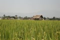 this is a rice plant that is still green in the middle of a large rice field, a hut where people take shelter when it rains