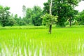 Rice plant thai farm