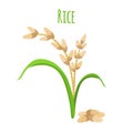Rice plant, vegetarian food. Green harvest, oryza wheat. Vector illustration