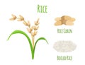 Rice plant, vegetarian food. Green harvest, oryza wheat. Vector illustration Royalty Free Stock Photo