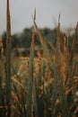 Rice plant in the wet rice field in Pangandaran, Indonesia