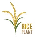 Rice Plant on white background