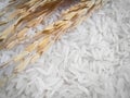 Rice plant and white rice , uncooked raw cereals