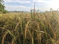 Rice Plant & x28;Oryza sativa& x29; in the Paddy Field Royalty Free Stock Photo