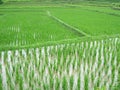 Rice plantation