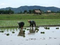 Rice plantation in asia