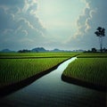 Rice plantation in Asia. Extensive rice fields.