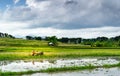 Rice plantation with buffalo and working man with traditional tools Royalty Free Stock Photo