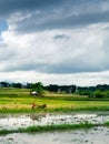 Rice plantation with buffalo and working man with traditional tools Royalty Free Stock Photo