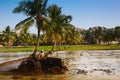 Rice plantation in India