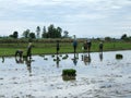 Rice plantation in Thailand