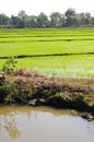 Rice plantation Royalty Free Stock Photo