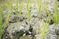 Rice planted on a waterless dried soil Royalty Free Stock Photo