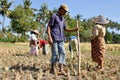 Rice planting Royalty Free Stock Photo
