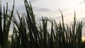 rice plants in the afternoon