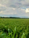 Rice plants in beautiful rice fields during harvest season in Indonesia country