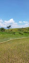 rice plants began to grow in the fields