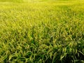 the rice plants began to turn yellow in the rice fields