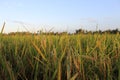 Rice plants and blue sky. Close-up view of rice leaves in rice field