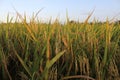 Rice plants and blue sky. Close-up view of rice leaves in rice field Royalty Free Stock Photo