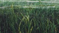 Rice Plants in Cooll Paddy Fields