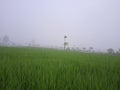 rice plants covered in dewdrops and papaya trees covered in mist