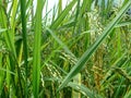 Rice plants in detail