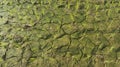 Rice plants with dry and cracked soil conditions lack of water Royalty Free Stock Photo