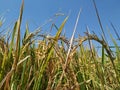 Rice plants on farm Royalty Free Stock Photo