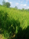 Rice plants farm green zone Royalty Free Stock Photo