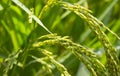 Rice plants