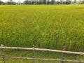 Rice plants in the field.