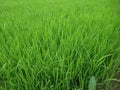 rice plants before flowering and fruiting Royalty Free Stock Photo