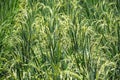 Rice plants are flowering. Royalty Free Stock Photo