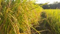 Rice plants with grains, dew drops in the morning seem to decorate the leaves Royalty Free Stock Photo