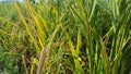 Rice plants with grains, dew drops in the morning seem to decorate the leaves Royalty Free Stock Photo