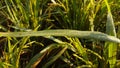 Rice plants with grains, dew drops in the morning seem to decorate the leaves Royalty Free Stock Photo