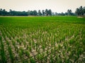 rice plants grow lush and green on dry land